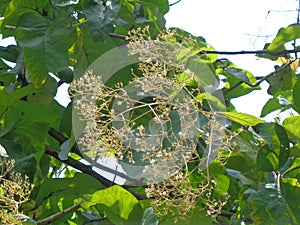 Treen teak Tectona grandis Linn f. with natural background. Teak leaves in Indonesia usually used as food wrappers.