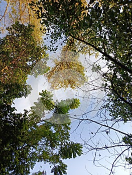 TreeNatural Sky Blue Background Twig cloud