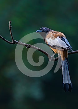 A treepie Rufous looking up