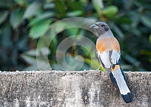 A Treepie Rufous resting on a wall