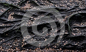 treeroots emerging from the ground in autumn