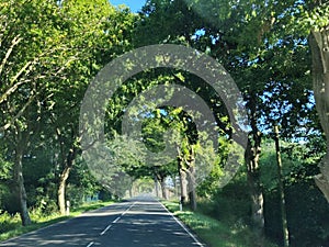 Trees above the road in Rugen