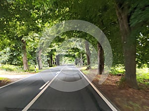 Trees above the road in Rugen, Germany