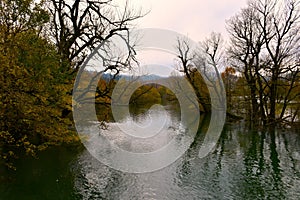 Trees above Unica river at Planinsko polje in Notranjska