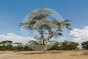 Trees acacia landscape in African savannah