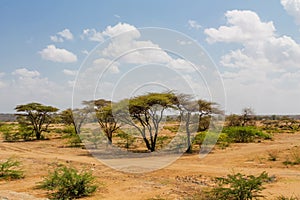 Trees acacia landscape in African savannah desert