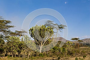 Trees acacia landscape in African savannah desert