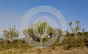 Trees acacia landscape in African savannah desert