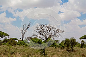 Trees acacia landscape in African savannah desert