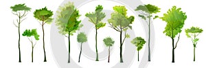 The trees. Adults and young tall plants. Detailed realistic silhouettes. Isolated vector objects. For landscapes.