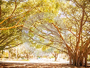 Trees aesthetic capetown light branches brown peaceful heavenly