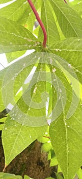 Trees affected by insect attack