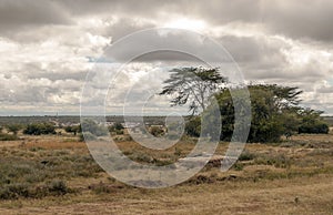 Trees in the African savannah