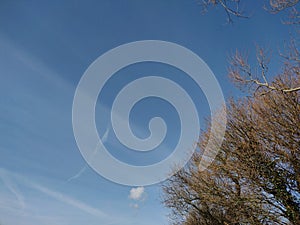 Trees against  blue and  cloudsky