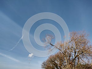 Trees against  blue and  cloudsky