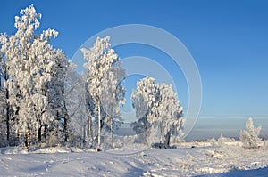 Trees against the blue sky