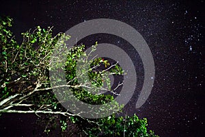 Trees against the night sky in the Philippines