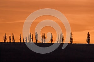 Trees against the sunset sky