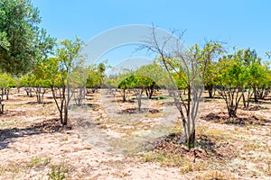 Trees at Agdal Ba Hmad Park.