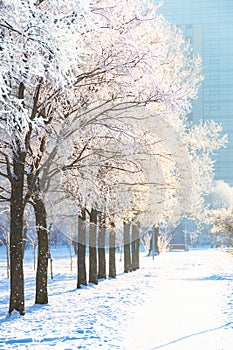 Trees alley covered in hoarfrost in a city park and the bright sun in the sky, after a night cold fog