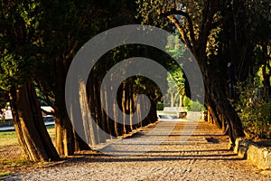 Trees alley at sunset, beautiful nature landscape