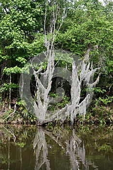 Trees Along the Banks of the Swampy Bayou
