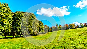 Trees along a country lane under blue sky