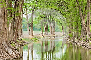 Trees along the Guadalupe River in the Texas hill country