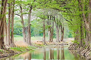 Trees along the Guadalupe River in the Texas hill country