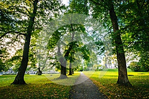 Trees along a path at Suomenlinna, in Helsinki, Finland.