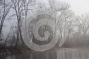 Trees along the River on a Misty Winter Morning