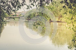 Trees along the river in the park/trees along the river in the park in a sunny day