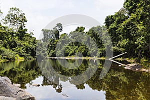 Trees along and rocks in a river