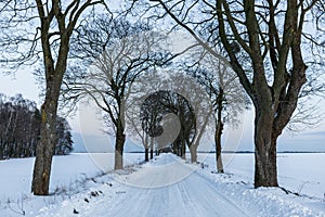 Trees along a snow-covered road. Barniewice, Poland