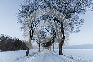 Trees along a snow-covered road. Barniewice, Poland