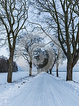 Trees along a snow-covered road. Barniewice, Poland