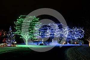 Trees along street illuminated with holiday lights