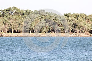 Trees along the Syr Darya. Kazakhstan