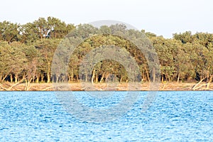 Trees along the Syr Darya. Kazakhstan