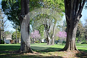 Trees along a waking path in the heart of Laguna Woods, California.