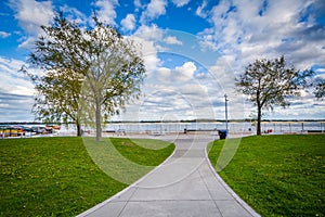 Trees along a walkway at the Harbourfront, in Toronto, Ontario.