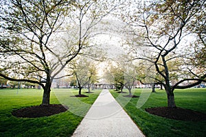 Trees along a walkway at Hood College, in Frederick, Maryland. photo