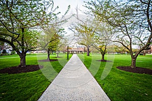 Trees along a walkway at Hood College, in Frederick, Maryland. photo