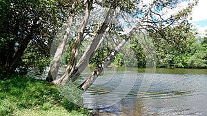 Trees alongside Speed River Guelph Ontario Canada natural Canadian beauty Wellington Canada  Grand River system