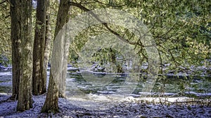 Trees alongside a stream in winter