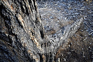 Trees also have a soul. photo