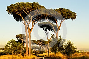 Trees in the ancient Rome during the sunset