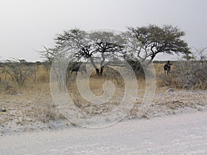 Trees and animal at the park of Etosha Namibia. Africa