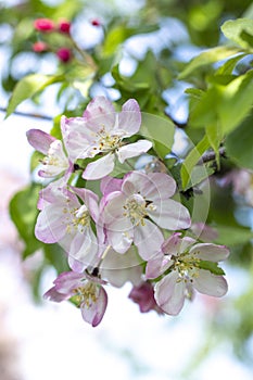 Apple blossom at noon, on a background of green leaves!