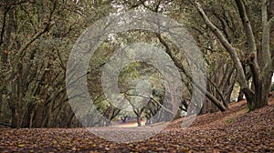 Trees arch over a leaf-covered walking path in a warm autumn light.